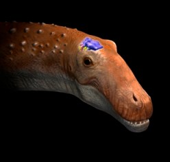 Representación de la cabeza del saurópodo. Imagen: Óscar Sanisidro (MNCN-CSIC).