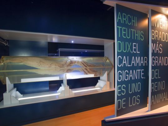 ojo-cefalopodo-mayor-reino-animal_103251056_1356419_1706x1280