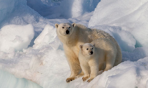 inspiracion-animal-2