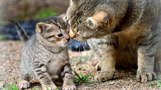 Animales-Gatos-Ciencia_286235310_66299013_1706x960